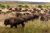 Herd of buffalo in a field
