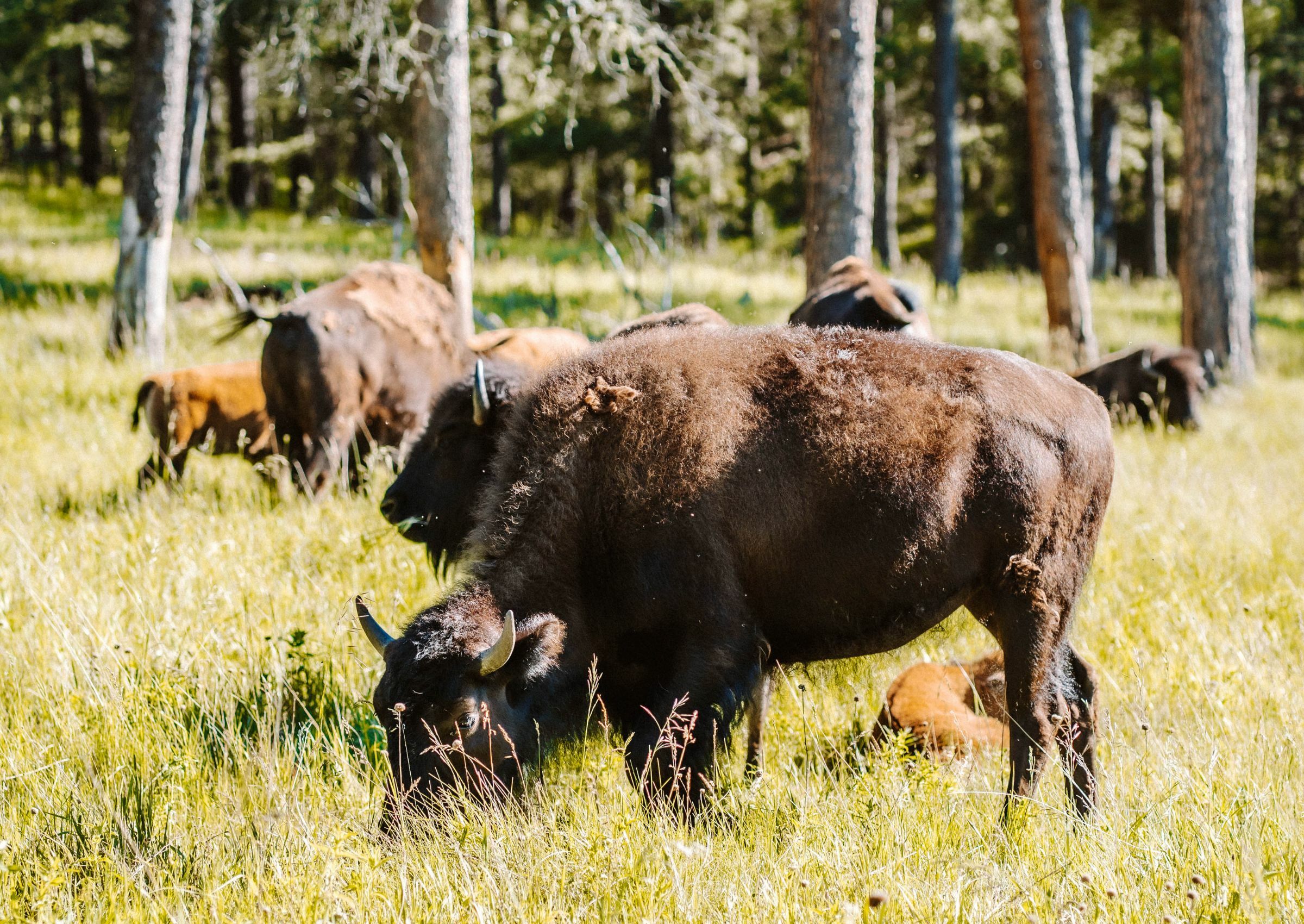 A female Buffalo stands with her young at custer state park