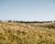 An elk herd standing over a ridge