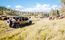 Group in a Jeep driving by buffalo