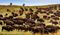 Herd of buffalo in the grasslands