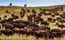 Herd of buffalo in the grasslands