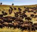 Herd of buffalo in the grasslands