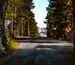 Road with trees surrounding and Mount Rushmore in the distance