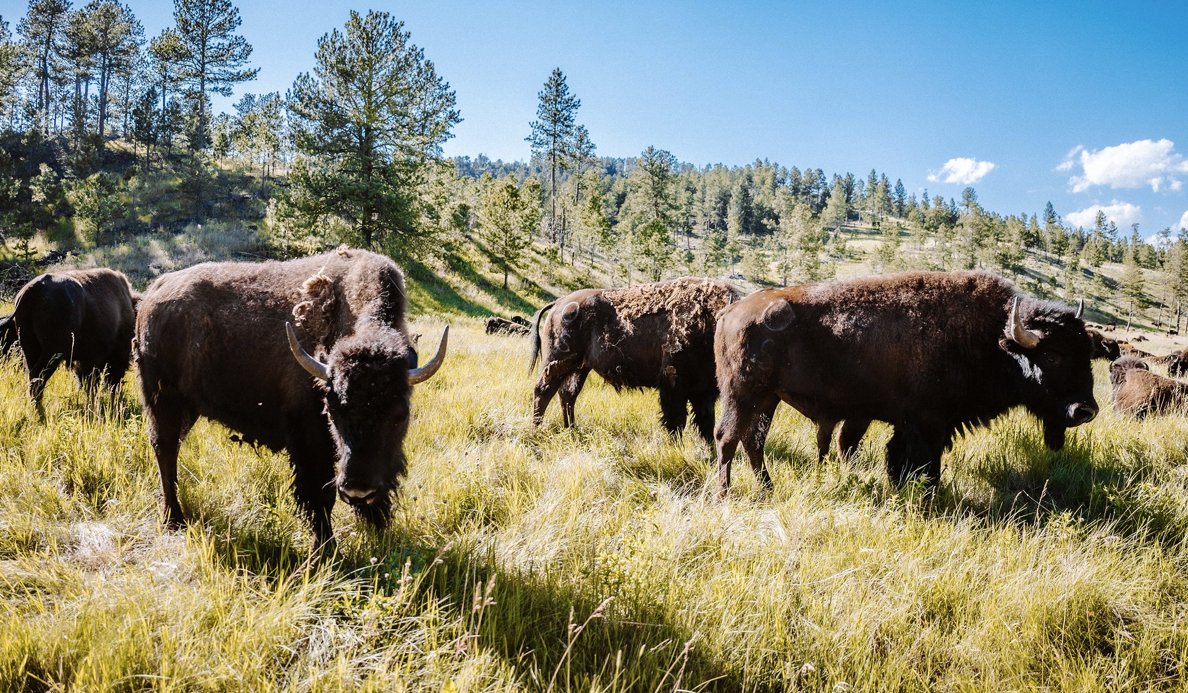 Bison standing up in the grasslands