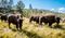 Bison standing up in the grasslands