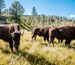 Bison standing up in the grasslands