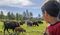 A young kid looks out a herd of buffalo