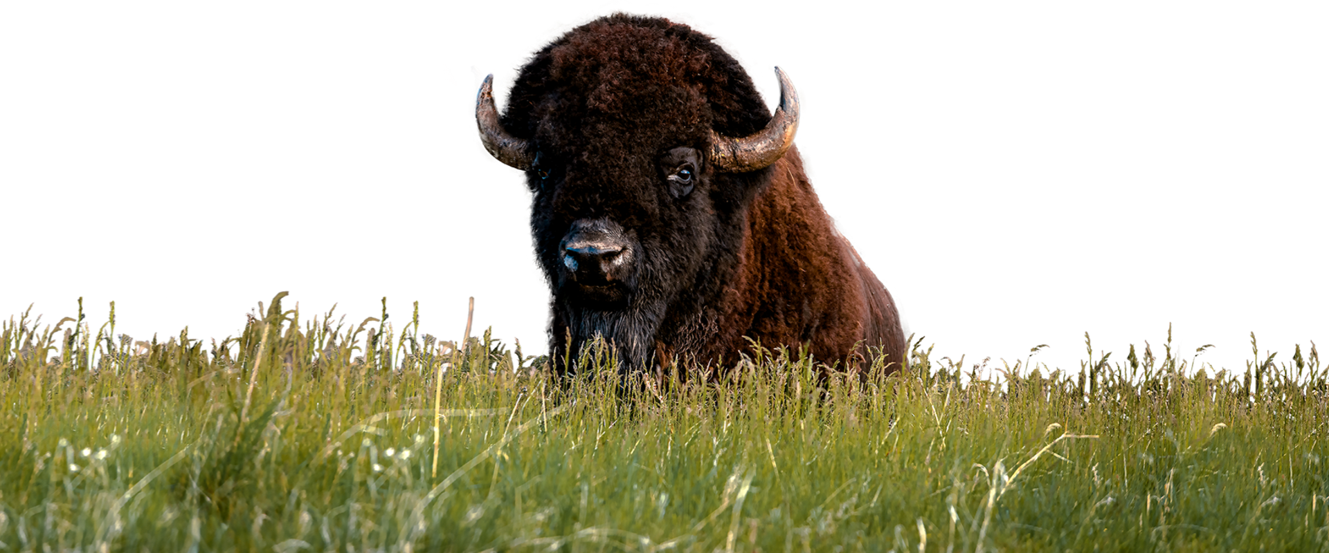Buffalo standing in tall grass