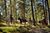 A group of people horseback riding through a sunlit forest trail in Custer State Park. Riders of various ages wear casual and Western attire as they navigate the wooded landscape beneath tall pine trees.