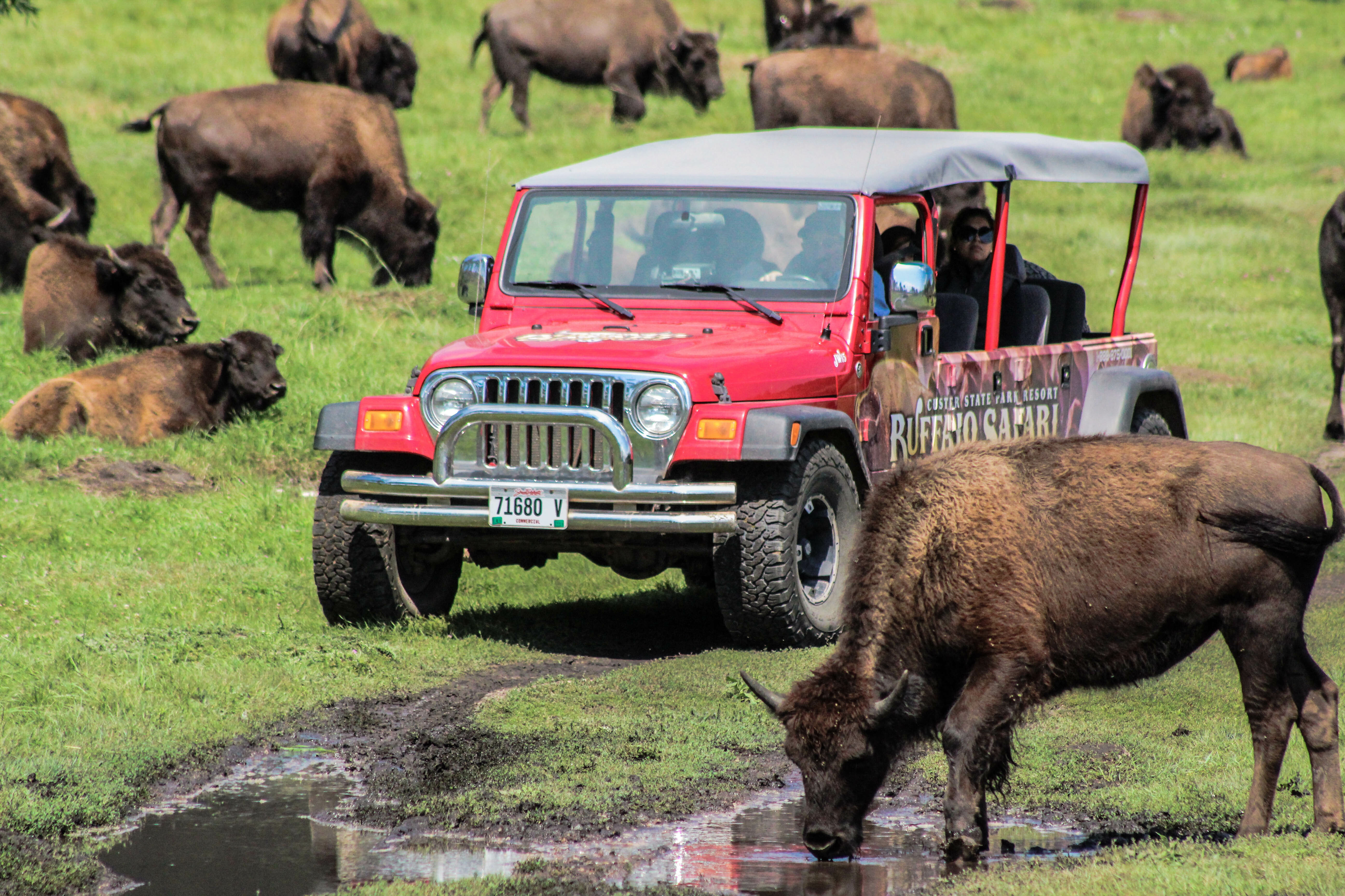 al safari jeep tours