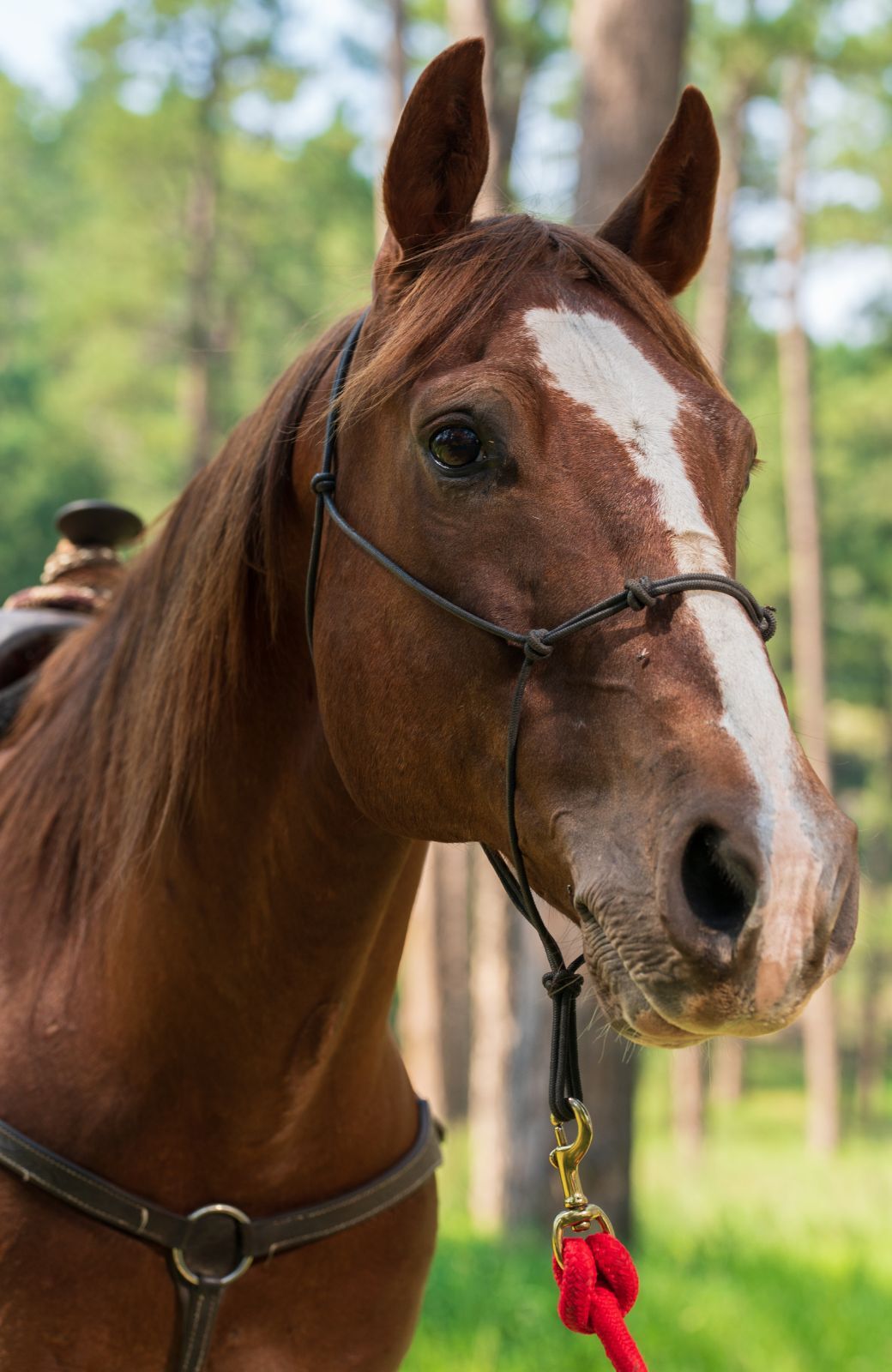 Close-up of a brown horse with a white blaze on its face, wearing a halter and red lead rope. The background features tall pine trees and a sunlit forest setting.