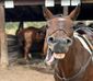 A horse shows its teeth playfully in custer state park