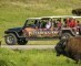 Buffalo Safari Jeep Tour