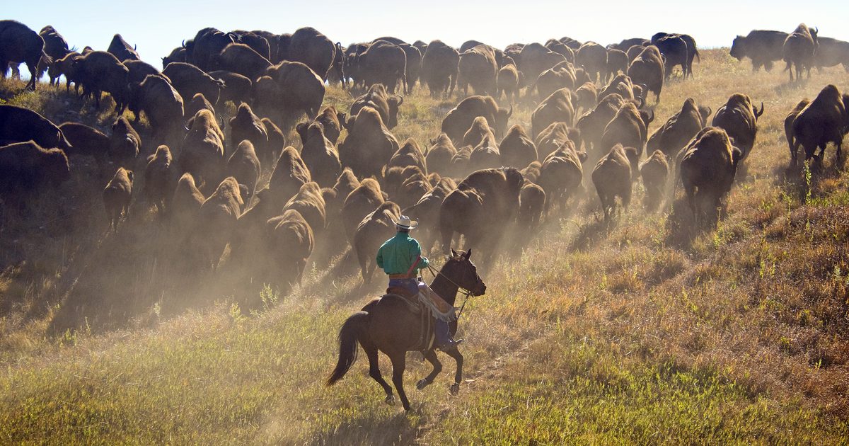 2025 Buffalo Roundup & Arts Festival Custer State Park Resort
