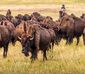 Herd of buffalo in the grasslands walking