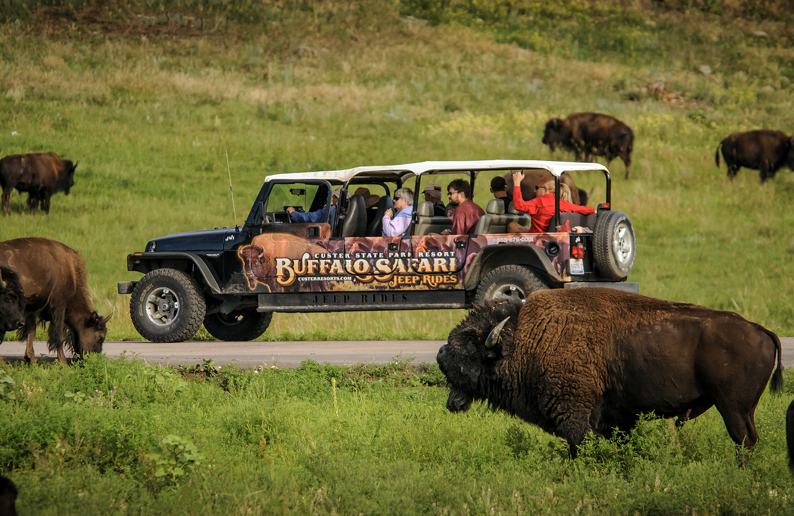 Group in a jeep driving down the road with buffalo in the grass