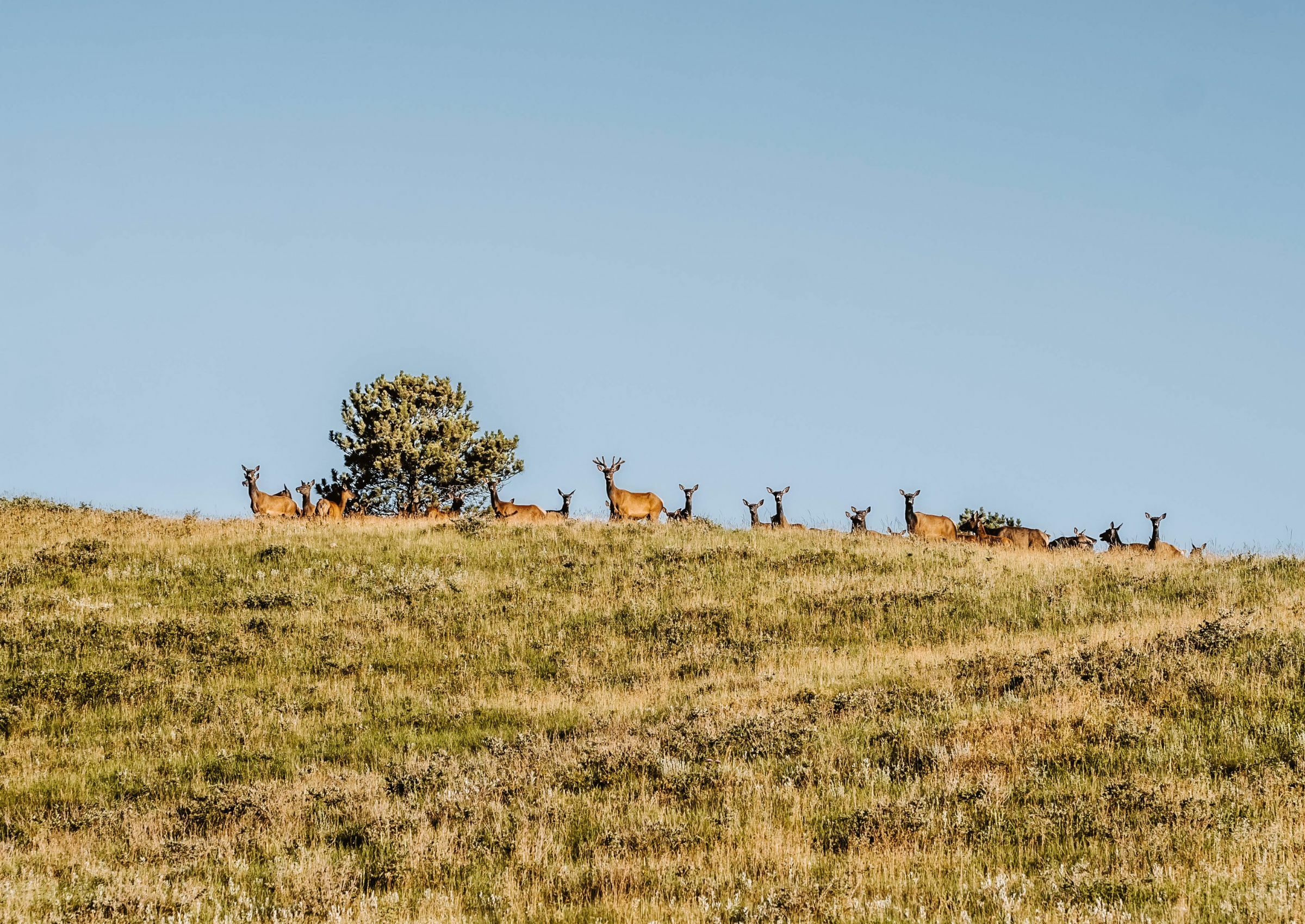 Antelope stand upon the crest of a hill at Custer State Park