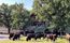 A herd of bison grazes on the lawn in front of a rustic lodge-style building surrounded by large oak trees in Custer State Park. The stone and wood building sits peacefully behind the wildlife.