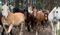 Wild horses walking in forest