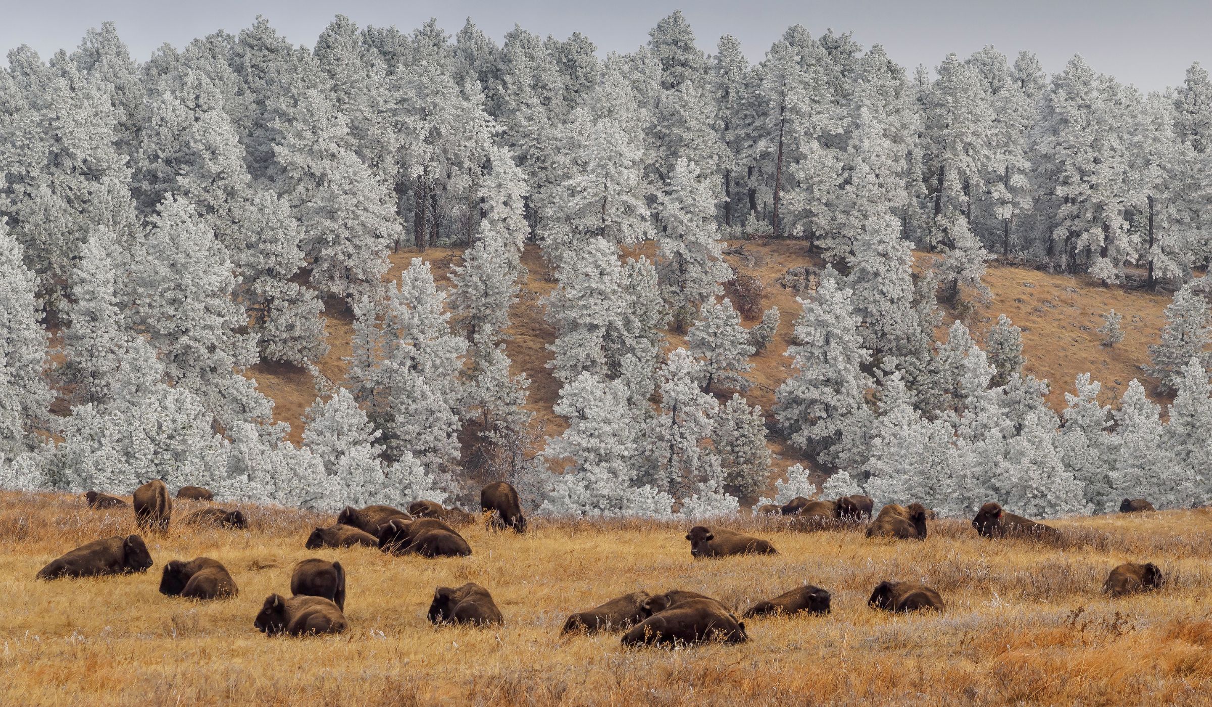 Herd of buffalo in the winter